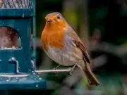 Two Plants to Attract Robins and Sparrows This October, Says Titchmarsh