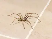 UK set for bigger spiders this autumn after heatwaves, expert warns