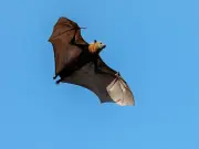 Urgent bat virus warning after 43 bitten in NSW in two weeks