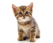 US households now own more kittens than puppies for first time
