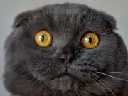 Vet names 4 cat breeds he'd never own despite their cuteness
