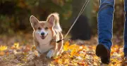 Vet shares ideal daily dog walk times for puppies, adults and seniors