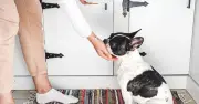 Vet warns dog owners against 'alpha' training advice