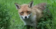Vet's 'never' warning for anyone who has foxes in their garden