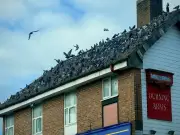 Wavertree Road's 'grass pigeons' mystery solved: They're being fed