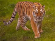 Wildlife expert's warning on tiger 'mistake' as man mauled to death in Yorkshire