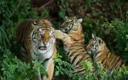 Wildlife park visitor seriously injured in tiger attack
