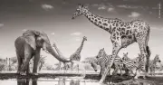 Wildlife Photographer of the Year 2026 winners revealed at Natural History Museum