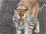 Witnesses recall man's final moments before tiger attack at Yorkshire Wildlife Park