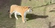 Witness's 'Oh My God' as man approached tiger before fatal attack
