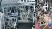 Woman banned from keeping animals after 21 dogs found in filthy caravan