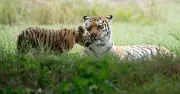 Yorkshire Wildlife Park closed after man dies in tiger enclosure