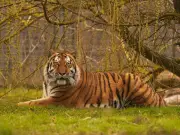 Yorkshire Wildlife Park evacuated after man jumps into tiger enclosure