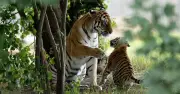 Yorkshire Wildlife Park: Man Injured in Tiger Enclosure Incident