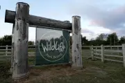 Yorkshire Wildlife Park stays shut after tiger attack death