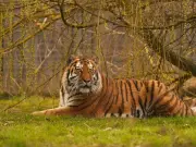 Yorkshire Wildlife Park tiger that attacked man was 'very calm'