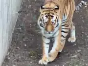 Yorkshire Wildlife Park to reopen after tiger attack shuts attraction