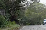 Young driver killed as tree crushes car in north London