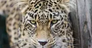 Zookeeper critical after panther attack at Dutch safari park