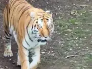 Zookeepers 'did everything they could' after man killed by tiger